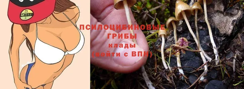 Галлюциногенные грибы MAGIC MUSHROOMS  Каргат 